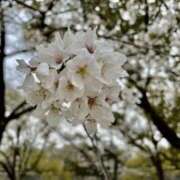 ヒメ日記 2025/04/08 16:16 投稿 アリス 快楽玉乱堂