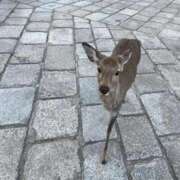 ヒメ日記 2026/01/31 10:46 投稿 アリス 快楽玉乱堂