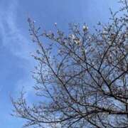 ヒメ日記 2026/03/28 00:26 投稿 アリス 快楽玉乱堂