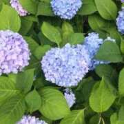 ヒメ日記 2026/08/11 10:04 投稿 花梨(かりん) PLUS難波店