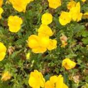 ヒメ日記 2026/08/14 07:27 投稿 花梨(かりん) PLUS難波店