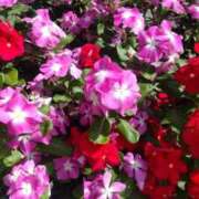 ヒメ日記 2026/09/04 10:24 投稿 花梨(かりん) PLUS難波店