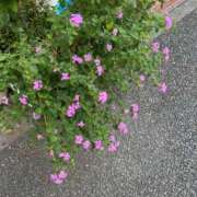 杉田 出勤2日目😊 熟女の風俗最終章 横浜本店