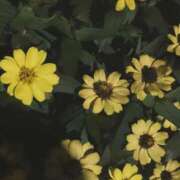 ヒメ日記 2026/10/12 23:39 投稿 まい The White（ザ ホワイト）