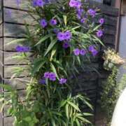 ヒメ日記 2026/10/18 14:56 投稿 雪村 あこ こあくまな熟女たち 上野・御徒町店 (KOAKUMAグループ)