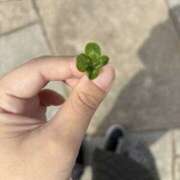 体験入店【かえで】 おはようございます 脱がされたい人妻 春日部店