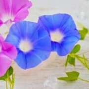 さくら おはよう 花影（かえい）