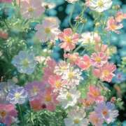 ヒメ日記 2026/08/21 14:21 投稿 雫(しずく) グランドオペラ福岡