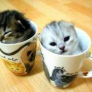 ヒメ日記 2026/09/22 17:03 投稿 体験りの ACCENT[アクセントグループ]