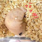 ヒメ日記 2026/08/24 10:45 投稿 なつき 錦糸町ぽちゃカワ女子専門店！我慢できないの！