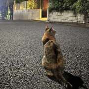 ヒメ日記 2026/08/24 02:00 投稿 かれん 新橋フェアリーズ