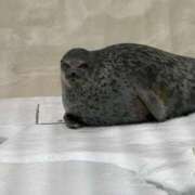 ヒメ日記 2026/09/17 05:44 投稿 りな 奥様の実話 なんば店