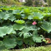 ヒメ日記 2026/09/01 08:18 投稿 みずほ 川越おかあさん