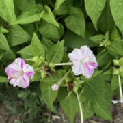 ヒメ日記 2026/10/22 11:45 投稿 かなた 奥鉄オクテツ東京店（デリヘル市場）