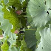 ヒメ日記 2026/08/22 17:41 投稿 忍野 Anemone（アネモネ）