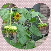 ヒメ日記 2026/09/13 12:00 投稿 浅倉 玲子 人妻セレブ宮殿