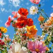 わかな 好きなもの🌷 錦糸町人妻セレブリティ（ユメオト）