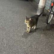 ヒメ日記 2026/09/03 18:01 投稿 ひびき 上野ミセスアロマ(ユメオト)