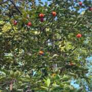 ヒメ日記 2026/10/18 13:00 投稿 ひびき 錦糸町ミセスアロマ（ユメオト）