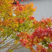 ヒメ日記 2026/10/19 17:00 投稿 ひびき 錦糸町ミセスアロマ（ユメオト）
