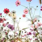いずみ 秋桜🌸 モアグループ大宮人妻花壇