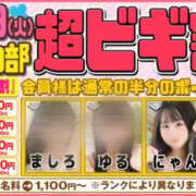 ヒメ日記 2026/09/29 14:06 投稿 にゃん ビギナーズ和歌山