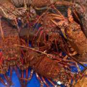 みちる 朝、魚市場行ってきたよ〜🦞 ドマーニ