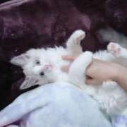 ヒメ日記 2026/09/11 13:11 投稿 ゆづき 奥様はエンジェル　八王子店