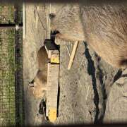 ヒメ日記 2026/10/19 11:54 投稿 あんず ビジョルナ（bijouluna）