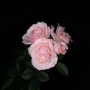 ヒメ日記 2026/10/01 21:41 投稿 蘭 宇都宮 Playlist