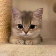 南野 くるみ☆2 楽しみに待ってますね🐈 TiAmo（ティアモ）