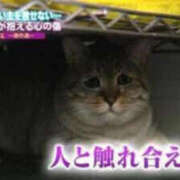 ヒメ日記 2026/10/17 16:17 投稿 るな 渋谷ちゃんこ