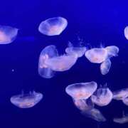ともみ 明日 モアグループ 土浦人妻花壇