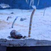 ヒメ日記 2026/09/09 20:52 投稿 せな エマニエル