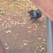 若井 わかさ 弱肉強食 セカンドパートナー池袋