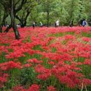 ヒメ日記 2026/09/22 07:25 投稿 明智むつき TOKYO五十路マダムin池袋（カサブランカグループ）