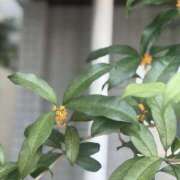 ヒメ日記 2026/09/21 16:38 投稿 ゆり 品川ミセスアロマ（ユメオト）