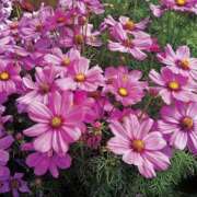 ヒメ日記 2026/09/16 12:48 投稿 (新人)アンナ エレガンス(広島)