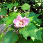 ヒメ日記 2026/10/04 14:04 投稿 つばき Honey