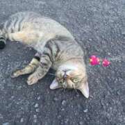 芦花公園ろこ 頑張ります💓 THE痴漢電車.com