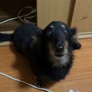 ヒメ日記 2026/10/08 12:15 投稿 Anna・あんな デリマックス