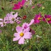 ヒメ日記 2026/10/09 13:04 投稿 鈴花（すずか） ROYAL FACE FUKUOKA