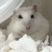 ヒメ日記 2026/09/20 13:04 投稿 ひな ごほうびSPA神戸店