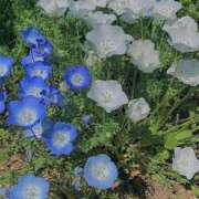 ヒメ日記 2026/10/04 22:52 投稿 ふうりん いざ候 別館