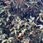 ヒメ日記 2026/10/06 12:16 投稿 ゆな アレグリア