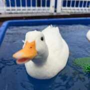 ヒメ日記 2026/09/29 20:30 投稿 らん Mirage(渋谷)