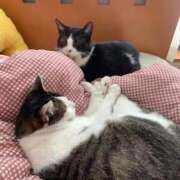 えりか 我が家のにゃんこ🐈 One More 奥様　西船橋店