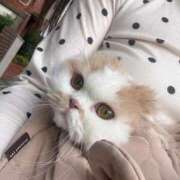 月乃　つきの（26） 猫に甘え方を習ってます🐈 出会い系人妻ネットワーク 熊谷編