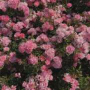 ヒメ日記 2026/10/02 16:20 投稿 ミオ【新人】【宮崎っ子】 Alice