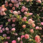 ヒメ日記 2026/10/05 15:11 投稿 ミオ【新人】【宮崎っ子】 Alice